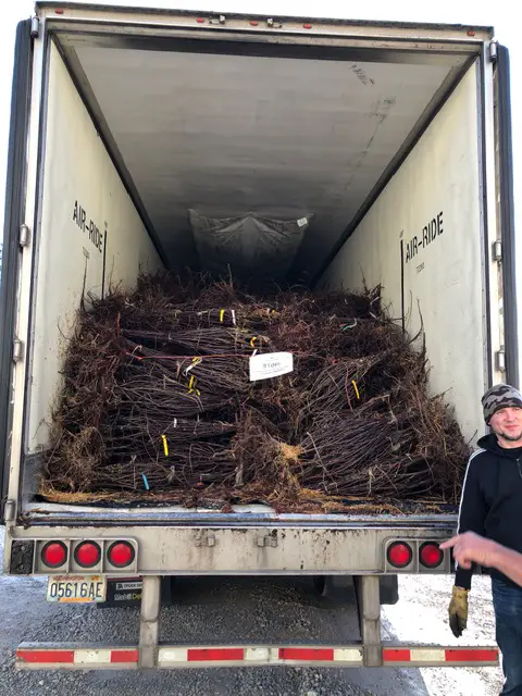 Bareroot plants ready for transportation