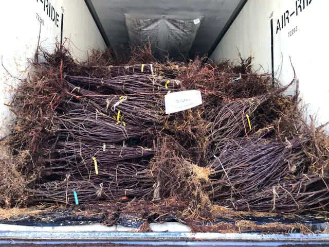 Transportation of bareroot plants