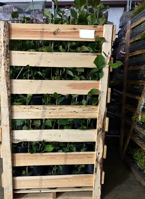 Plants Express takes great care in ensuring plants are secure before transport