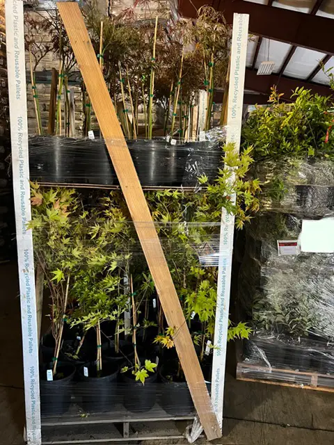 Plants Express takes great care in ensuring plants are secure before transport