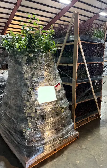 Plants Express takes great care in ensuring plants are secure before transport