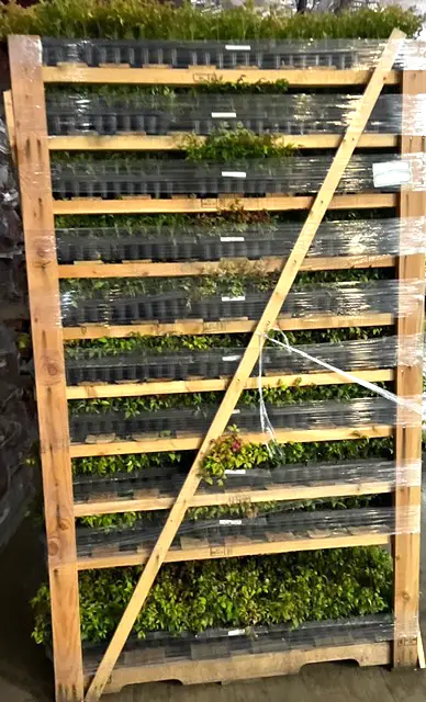 Plants Express takes great care in ensuring plants are secure before transport