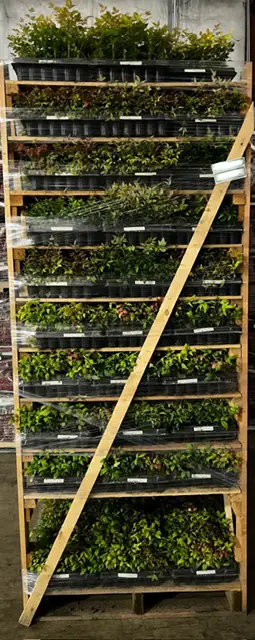 Plants Express takes great care in ensuring plants are secure before transport