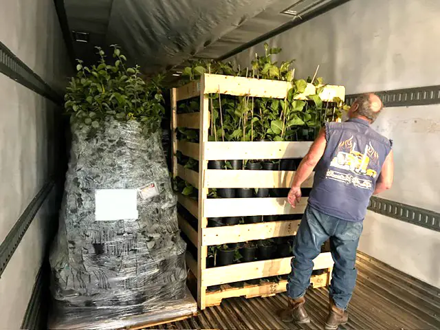 Plants Express takes great care in ensuring plants are secure before transport