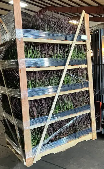 Plants Express takes great care in ensuring plants are secure before transport