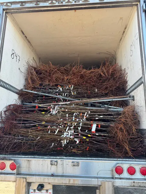 Bareroot trees and other plants ready for shipping
